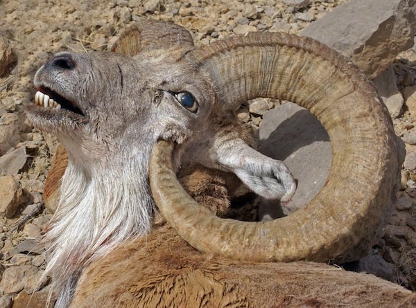creepy and wtf pics - ram killed by own horn