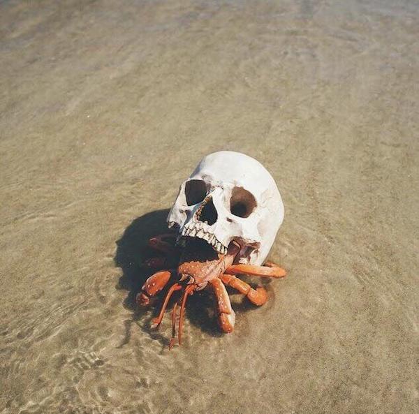 creepy and wtf pics - skull crab
