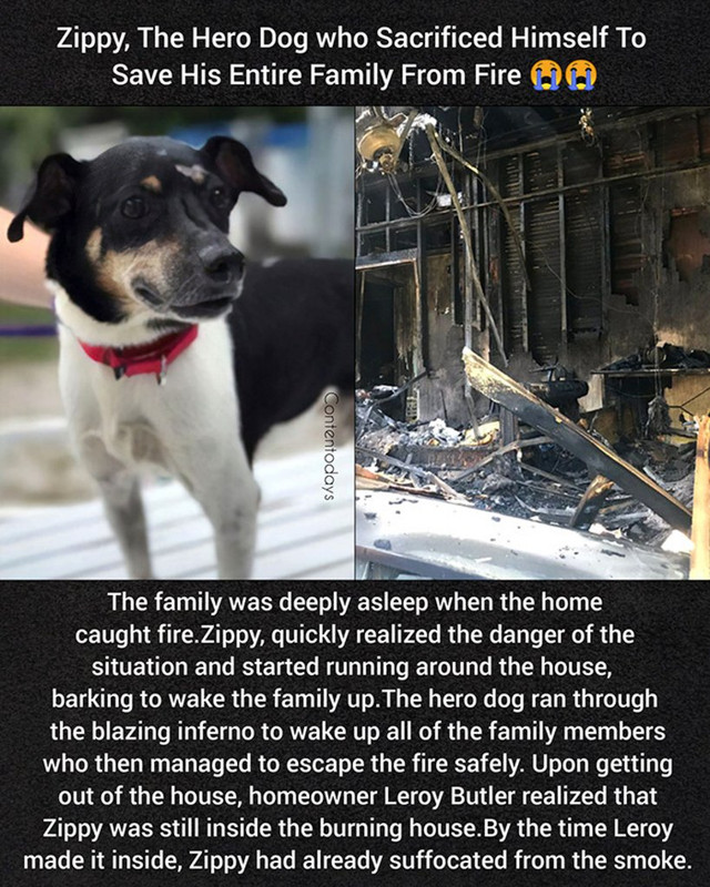 leroy butler family - Zippy, The Hero Dog who Sacrificed Himself to Save His Entire Family From Fire Contentodays The family was deeply asleep when the home caught fire.Zippy, quickly realized the danger of the situation and started running around the hou