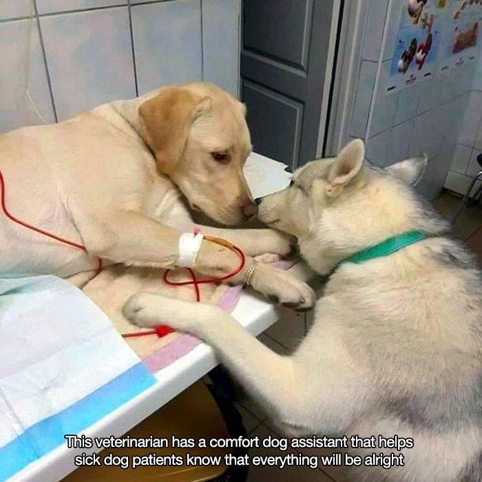 dog comforting dog - This veterinarian has a comfort dog assistant that helps sick dog patients know that everything will be alright