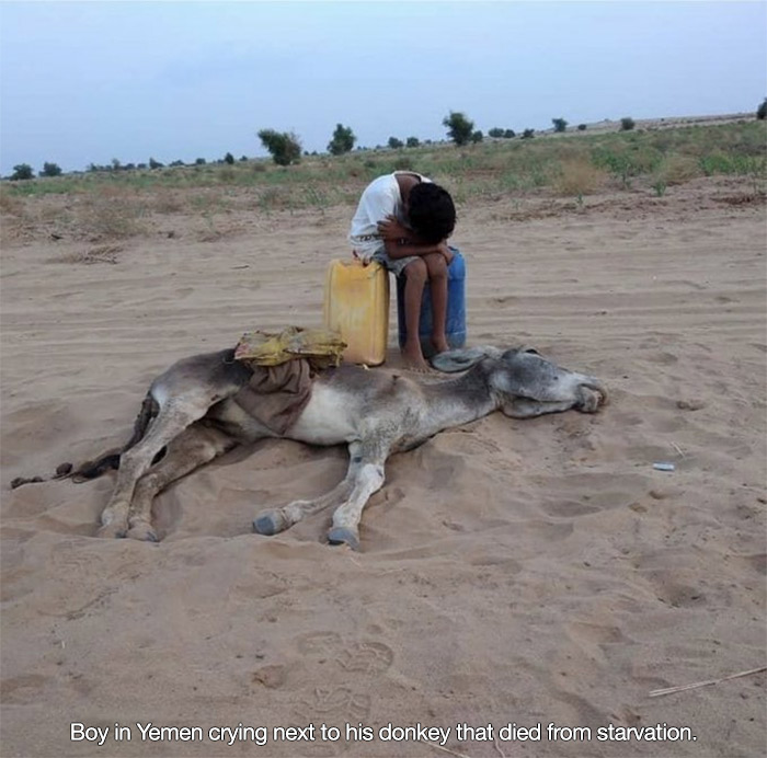 yemen animal - Boy in Yemen crying next to his donkey that died from starvation.