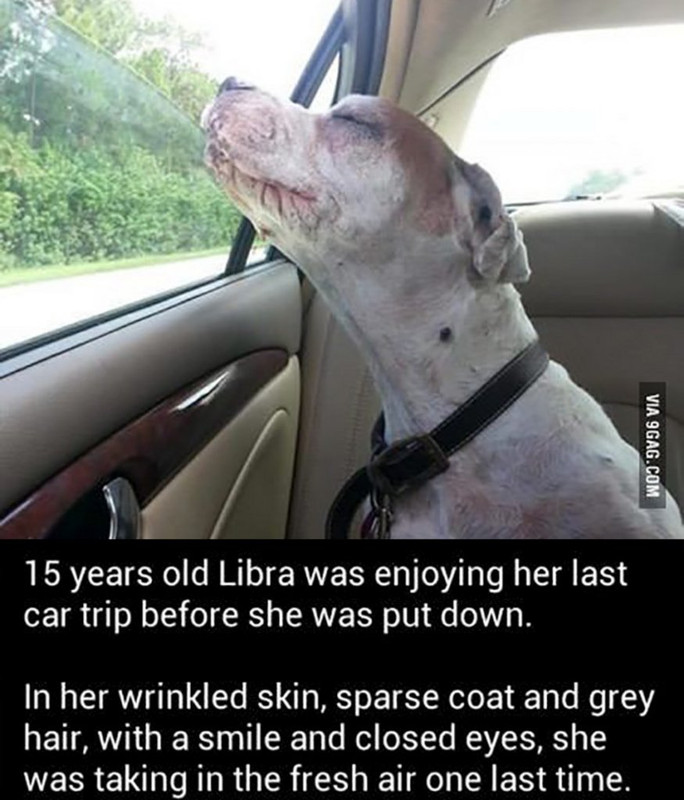 old dogs last ride - Via 9GAG.Com 15 years old Libra was enjoying her last car trip before she was put down. In her wrinkled skin, sparse coat and grey hair, with a smile and closed eyes, she was taking in the fresh air one last time.