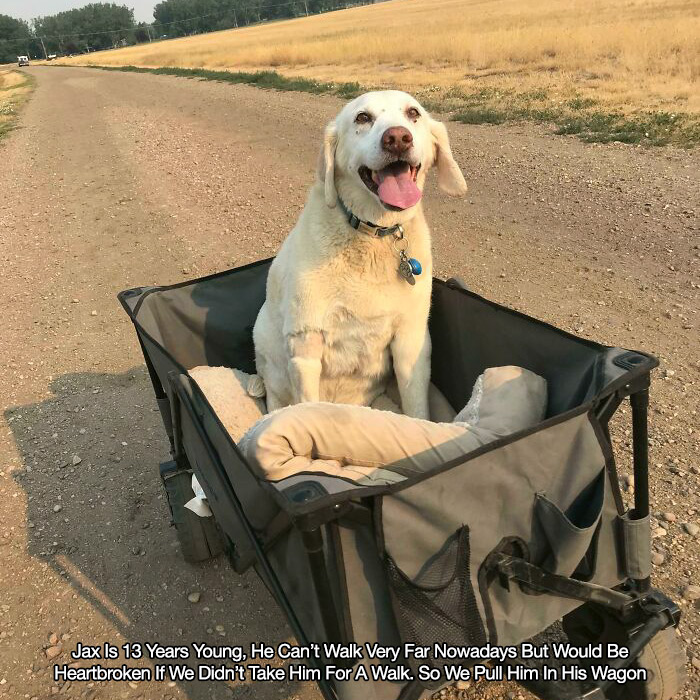 dog - Jax Is 13 Years Young, He Can't Walk Very Far Nowadays But Would Be Heartbroken If We Didn't Take Him For A Walk. So We Pull Him In His Wagon