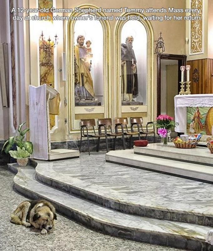 tommy dog italy church - A 12yearold German Shepherd named Tommy attends Mass every day at church where owner's funeral was held, waiting for her return 2x