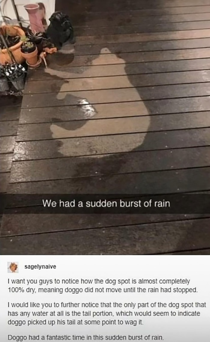 we had a sudden burst of rain - We had a sudden burst of rain sagelynaive I want you guys to notice how the dog spot is almost completely 100% dry, meaning doggo did not move until the rain had stopped. I would you to further notice that the only part of 