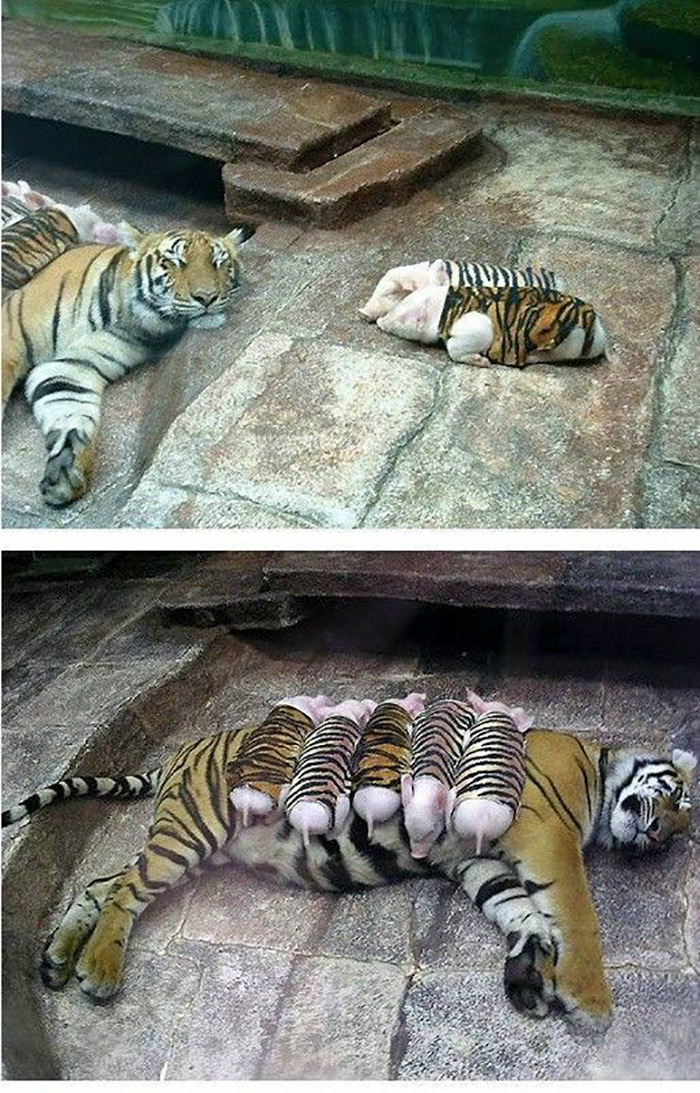 tiger mother piglets