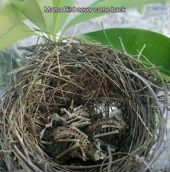 nest with dead chicks - Mama Bird never came back