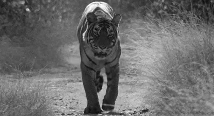 A single tiger killed 436 people in India and Nepal.