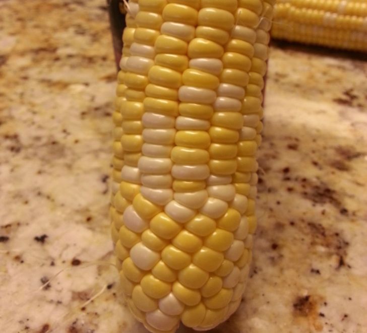 a collection of amazing and fascinating photos - corn gif