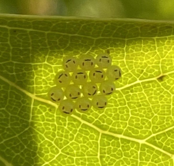 a collection of amazing and fascinating photos - leaf