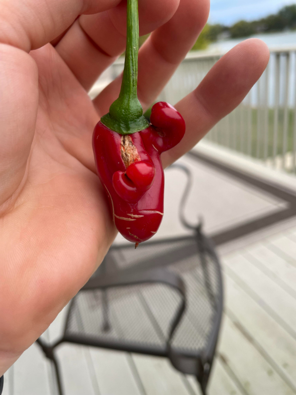cool stuff you don't see every day  - malagueta pepper