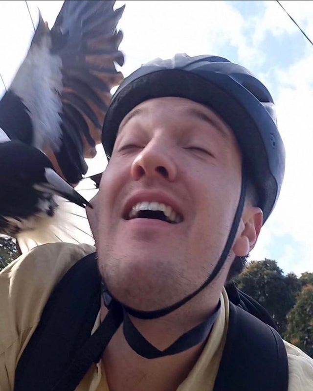 Just trying to ride a bike near a nesting magpie.