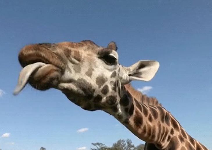 “Can you imagine what kind of animals giraffes fuck? Yea dude. Other giraffes.”