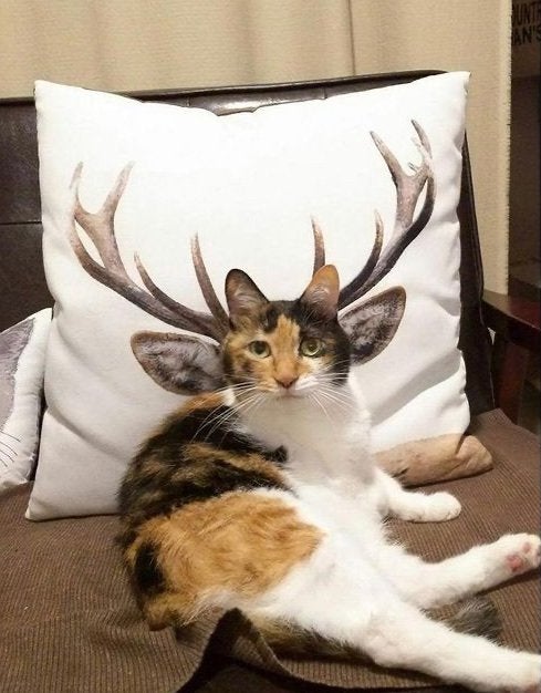 Horned Cat