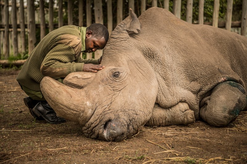 Joseph Wachira, a keeper at the Ol Pejeta Conservancy in Kenya, says goodbye to Sudan, the last male northern white rhinoceros