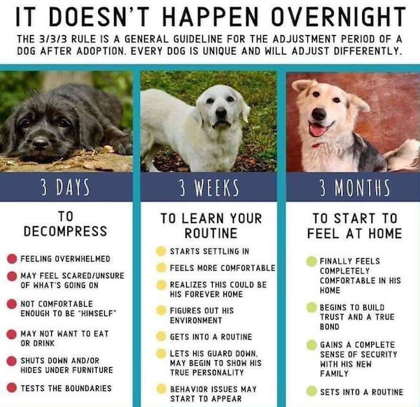 dog - It Doesn'T Happen Overnight The 333 Rule Is A General Guideline For The Adjustment Period Of A Dog After Adoption. Every Dog Is Unique And Will Adjust Differently. 3 Days 3 Weeks 3 Months To Decompress To Start To Feel At Home Feeling Overwhelmed Ma