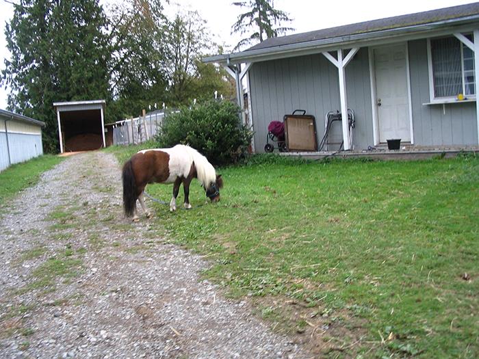 Delivered pizza to a house where I was greeted by a man and what I thought was a large dog.

Until it neighed at me and I realized it was one of those miniature horses.