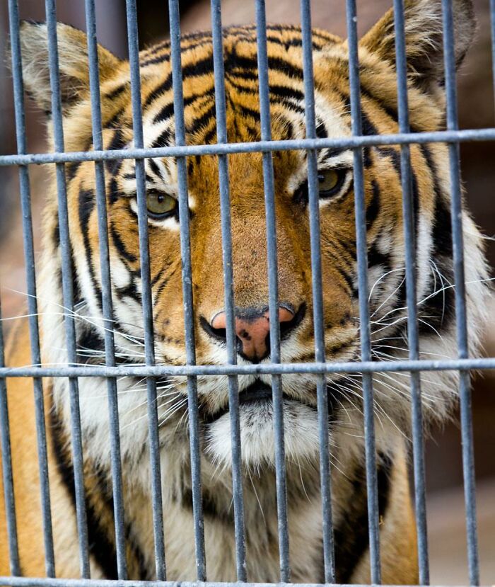 I was at a house for a cable TV service call, customer wasn't home so I called him. He said, "I will be home in five minutes, and don't freak out, but I have a tiger on the truck".

When he got there, he had a tiger in a cage on the back of his truck. I got to pet the thing, feed it a little, and then went on to see his venomous snake collection, his hand grenade collection, and his hot sauce collection.

The very next day, I was at another service call, and asked the customer to get to the pole in the back yard, and he told me that he has a tiger in the back yard, so don't freak out. I got to pet the thing, and feed it a little.

I had been working cable for 18 years to that point, and had never encountered a tiger in all that time. I have been working cable 7 years since, and have had no further encounters with tigers in that time. But, for two days consecutive, I visited homes with tigers.

P.S. South Carolina