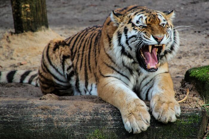 indian tiger - Mon