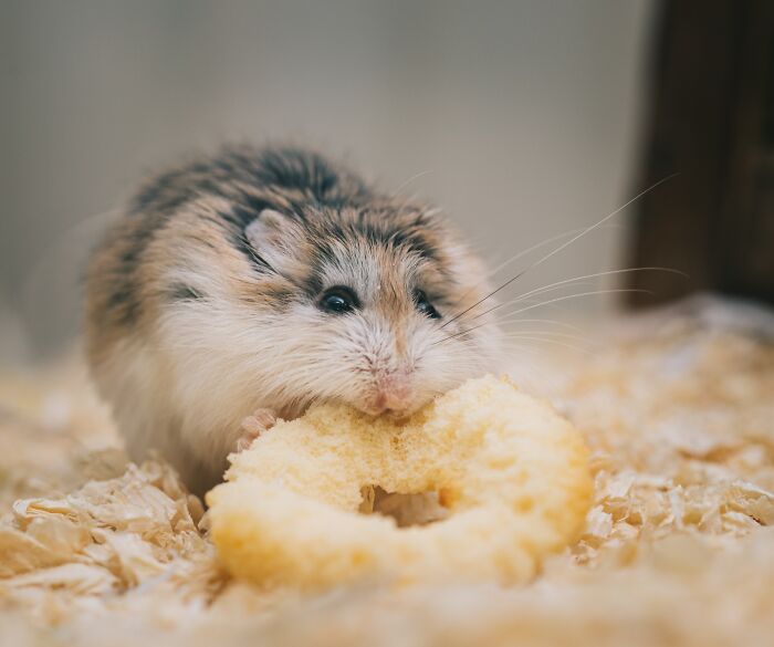 hamster snacks