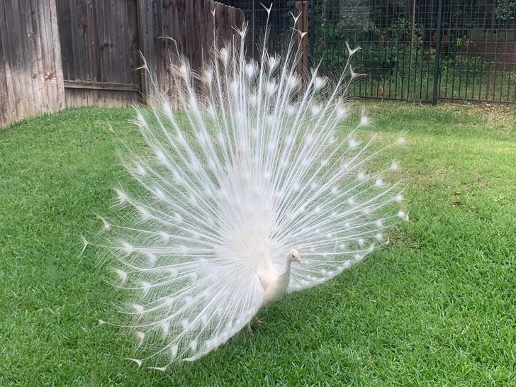 peacock in white