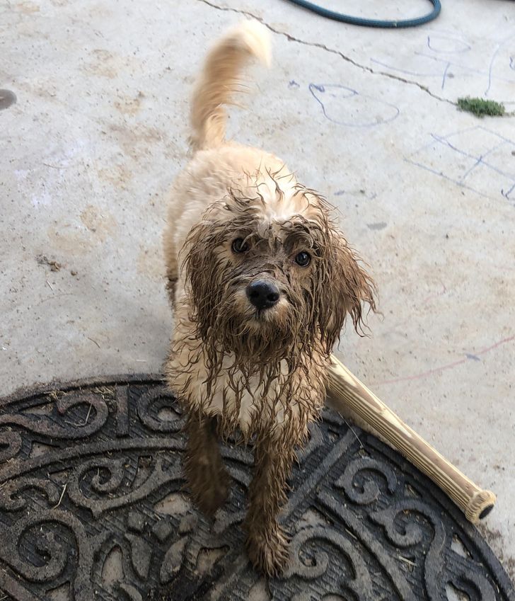 “Just gave this little guy a bath 20 minutes ago.”