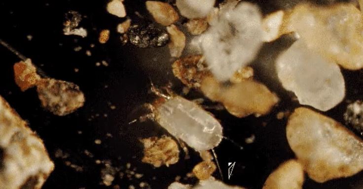 The average bed has between 100,000 and 10 million dust mites.