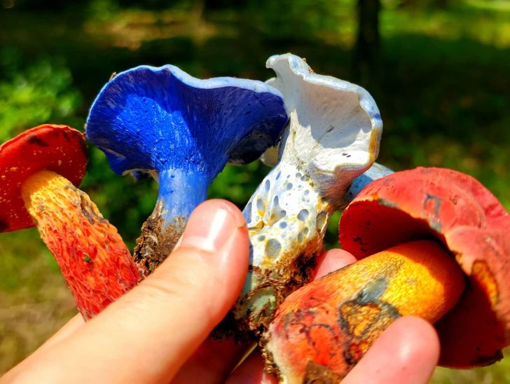 cool and fascinating things - medicinal mushroom