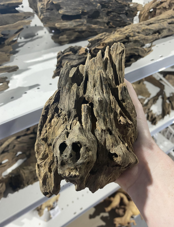cool and fascinating things - driftwood