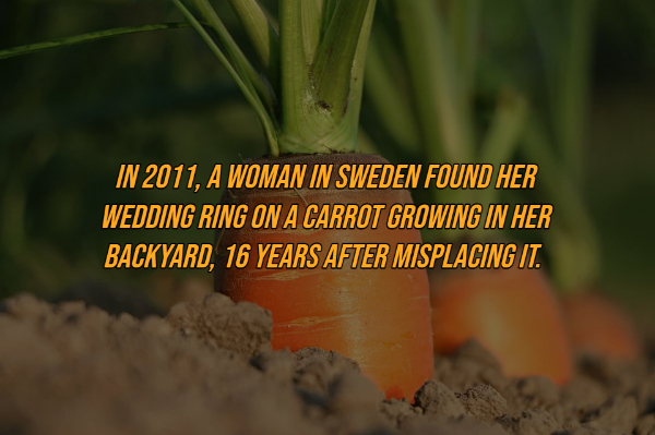 vegetables growth - In 2011, A Woman In Sweden Found Her Wedding Ring On A Carrot Growing In Her Backyard, 16 Years After Misplacing It.