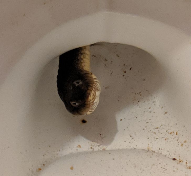 “Well, there’s a water snake living in my toilet somehow.”