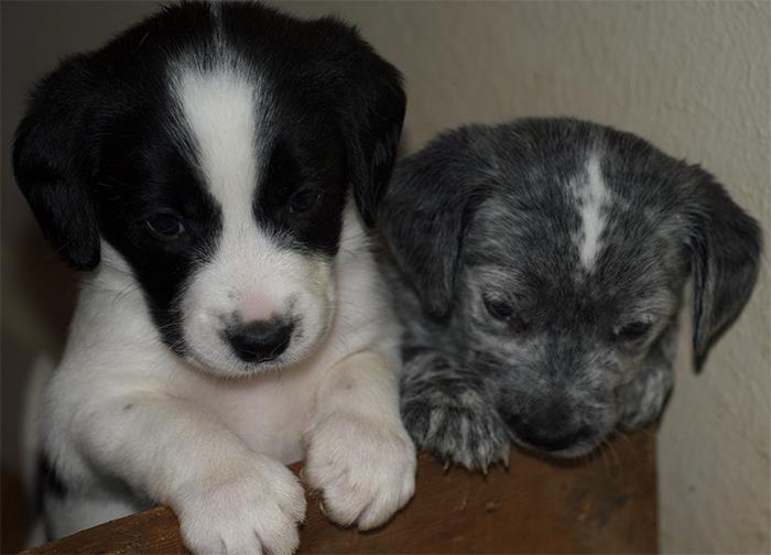 I had a tenant lock a dog and her puppies in a bathroom until there was a couple inches of poop covering the whole floor and bathtub. We obviously evicted him and called the spca, but that didn't help with the mess.