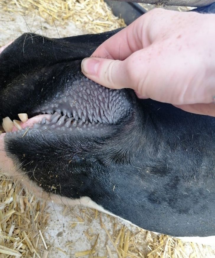 “This is how a cow’s mouth looks inside.”