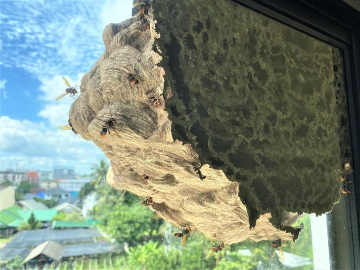 “A wasp nest was made on the window.”