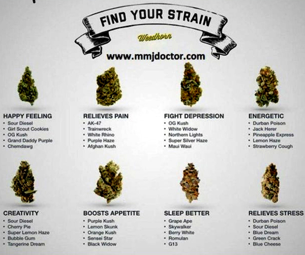 charts - infographics - Find Your Strain Weadhain Happy Feeling Sour Diesel Girl Scout Cookies Og Kush Grand Daddy Purple Chemdawg Relieves Pain Ak47 Trainiwreck White Rhino Purple Haze Afghan Kush Fight Depression Og Kush White Widow Northern Lights Supe