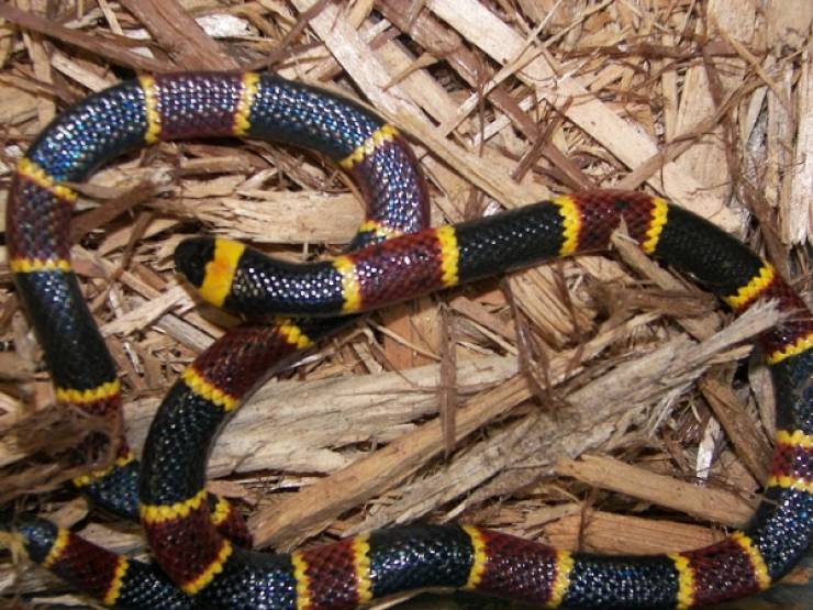 Coral Snake Venom,

Cost per gram: $4,000