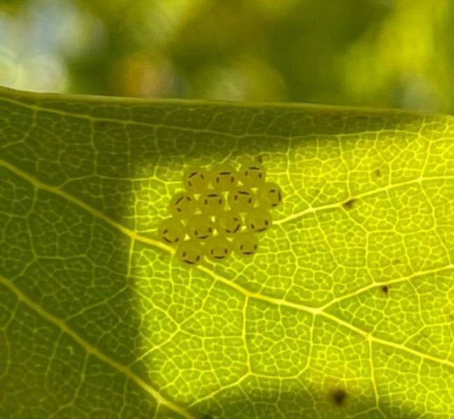 50 Pics That Might Leave You Speechless.