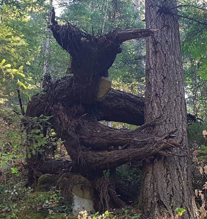 50 Pics That Might Leave You Speechless.