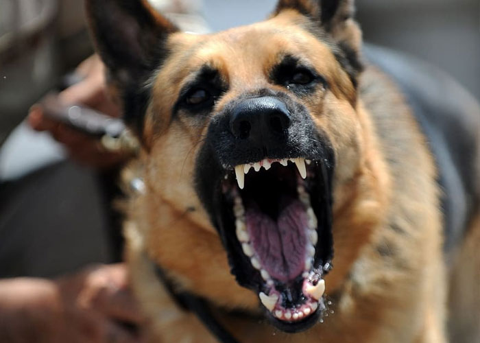 life saving - survival tips - most aggressive dog breeds