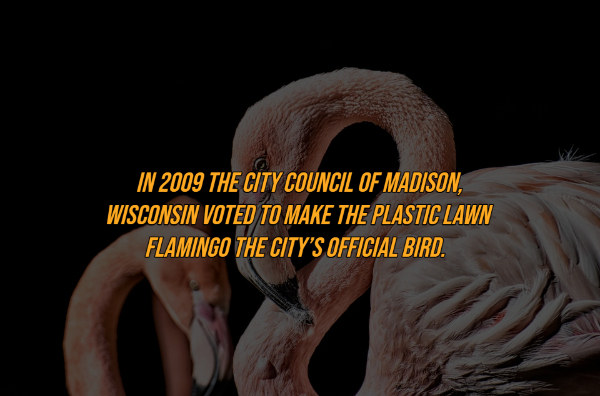 фламинго вблизи - In 2009 The City Council Of Madison, Wisconsin Voted To Make The Plastic Lawn Flamingo The City'S Official Bird.