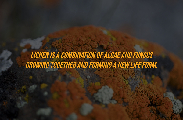 orange moss - Lichen Is A Combination Of Algae And Fungus Growing Together And Forming A New Life Form.