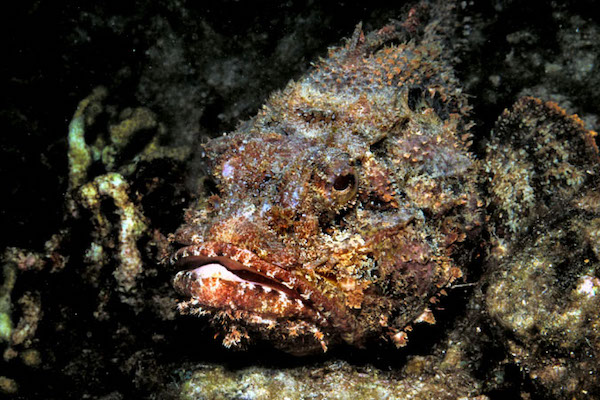 The fucking spine of a dead scorpionfish accidentally being pushed into my foot while my friend was swimming with it on the end of his spear.