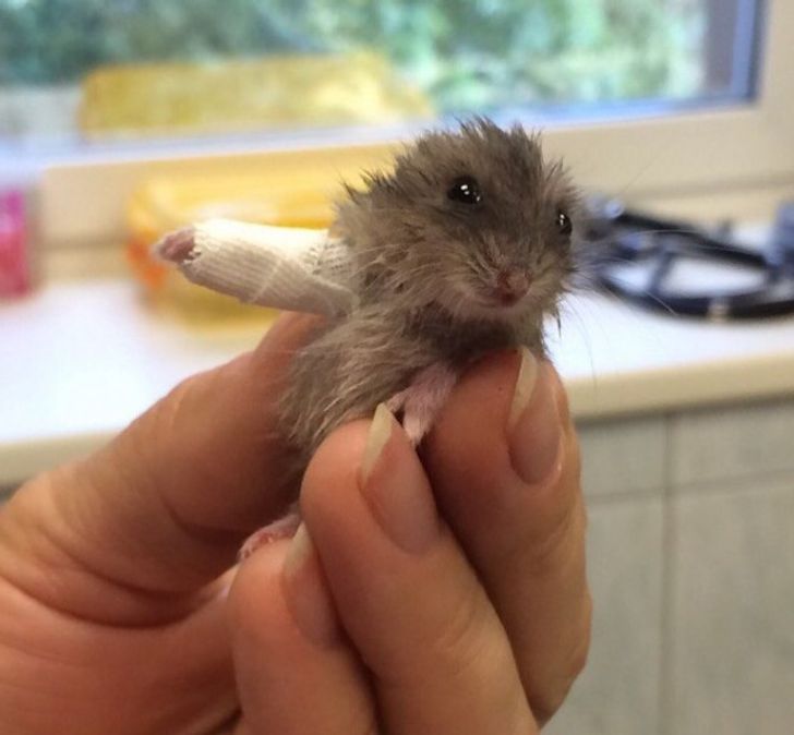worlds smallest hamster