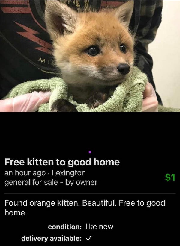 wtf things being sold online - red fox kits - Mis Free kitten to good home an hour ago . Lexington general for sale by owner $1. Found orange kitten. Beautiful. Free to good home. condition new delivery available