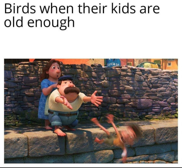 steve rogers memes - Birds when their kids are old enough Geschi