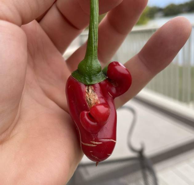 “This pepper looks like it’s challenging me to fisticuffs in 1820.”