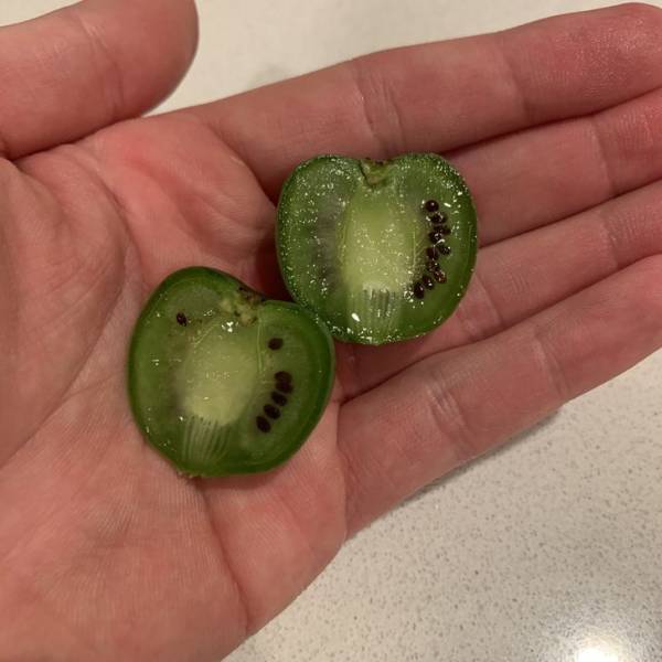 "A mini kiwi"