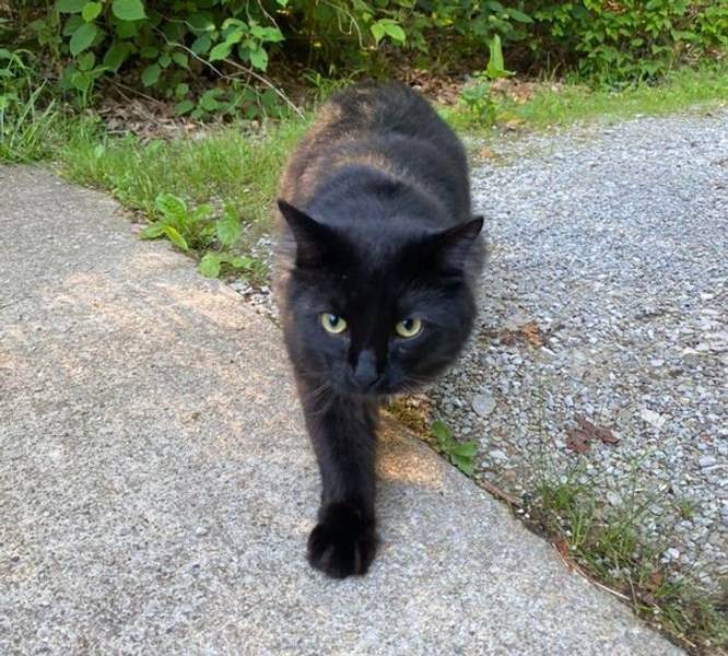 "One Internet user’s cat appears to have only one paw."