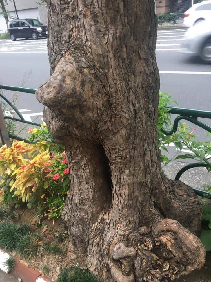 “This tree looks like a yawning old man.”