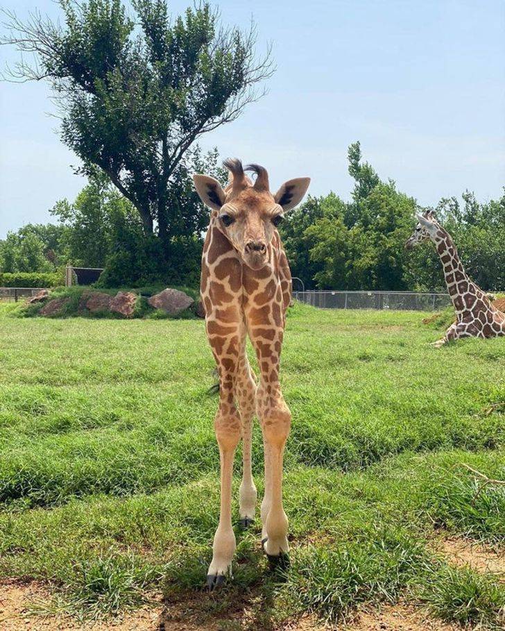 “The baby giraffe at the Oklahoma City Zoo”